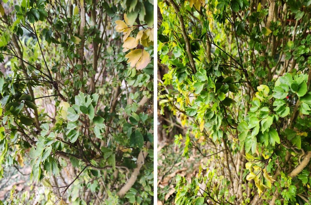 Folhagem de arbustos verdes com galhos e folhas detalhadas, natureza exuberante, ambiente ao ar livre.