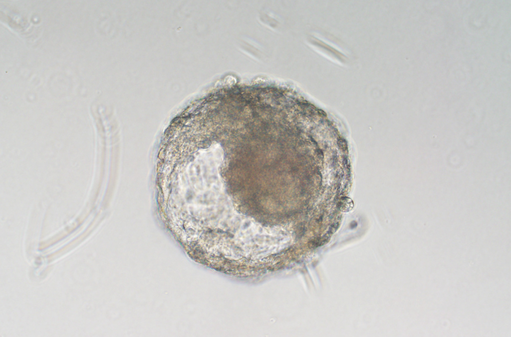 Organismos sintéticos t alt  célula vista em microscópico, em cor cinza, mostrada ao centro, isolada sem a presença de outros objetos observáveis ao seu redor