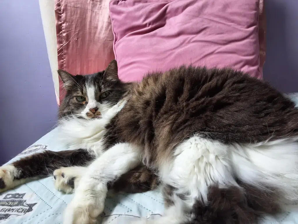 Review: galaxy tab s9 fe+, tablet da samsung com bom custo-benefício Review: galaxy tab s9 fe+, tablet da samsung com bom custo-benefício. O galaxy tab s9 fe+ é atualmente o modelo mais barato da linha s9, será que vale a pena investir nesse tablet para trabalho e estudo? Confira nossas impressões