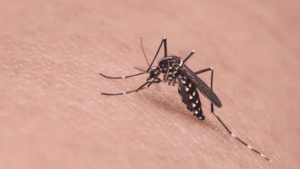 Qdenga: saiba tudo sobre a nova vacina contra a dengue. A chegada da qdenga ao brasil traz grandes esperanças, em meio ao crescimento de casos de dengue no país. Saiba como tomar a vacina de graça