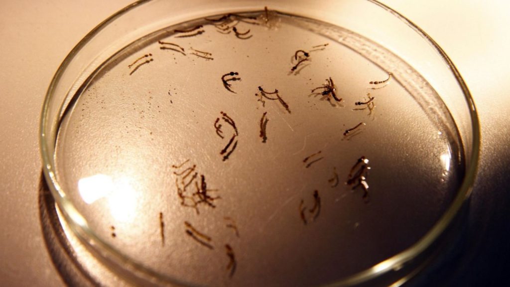 Larvas do mosquito da dengue.