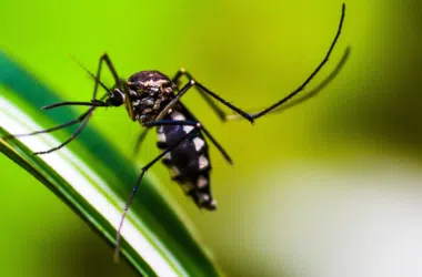 Mosquito aedes aegypti, agente causador da dengue.
