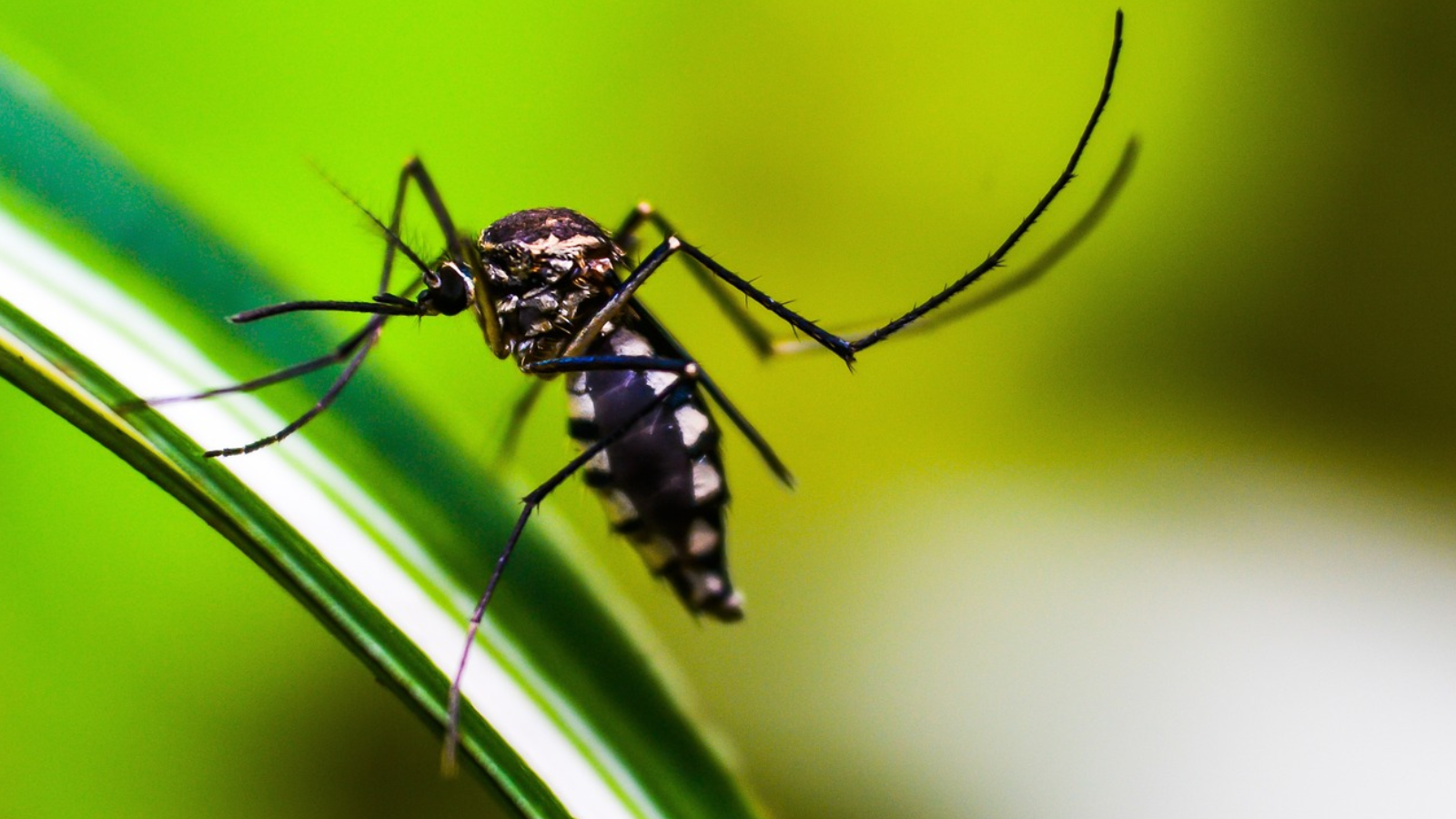 Mosquito aedes aegypti, agente causador da dengue.