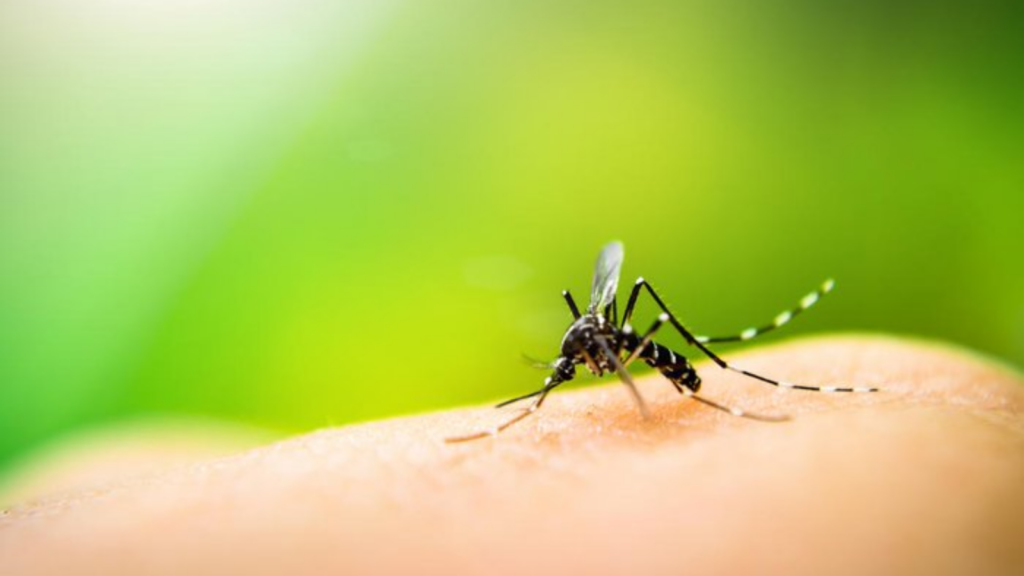 Aedes aegypti, mosquito transmissor da dengue. I