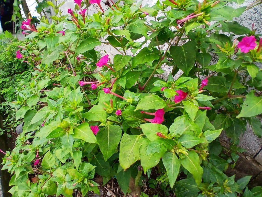 Обзор: Galaxy A15 5G, еще один хороший вариант среднего класса Фотография сделана сверхширокоугольной камерой Galaxy A15 5G.