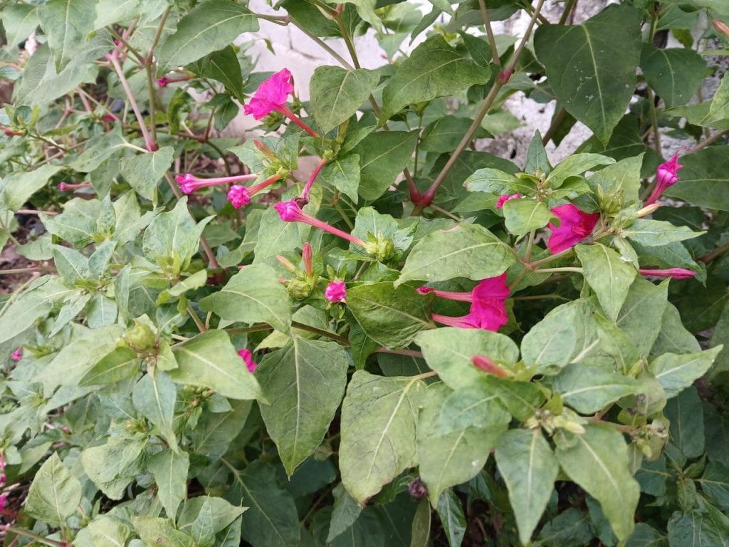 Обзор: Galaxy A15 5G, еще один хороший вариант среднего класса Фотография сделана на основную камеру Galaxy A50 15G с разрешением 5 Мп.