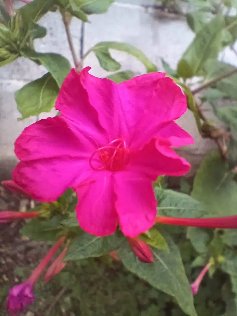 Review: galaxy a15 5g, mais uma boa opção nos intermediários Foto capturada com a lente macro no galaxy a15 5g