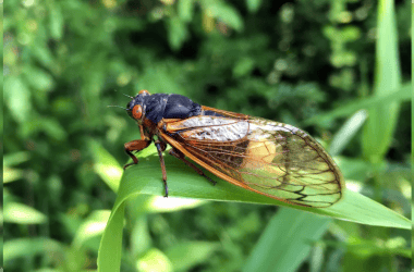 Fungos sexualmente transmissíveis criam “cigarras zumbis” em meio a infestação dos insetos nos eua