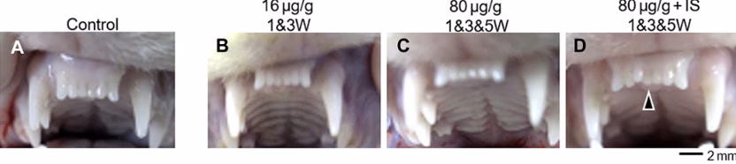 Un fármaco que hace que los dientes crezcan de forma natural ya tiene fecha para ser probado en humanos Un fármaco que hace que los dientes crezcan de forma natural ya tiene fecha para ser probado en humanos. Con un desarrollo prometedor desde julio de 2023, las primeras pruebas del fármaco en animales tuvieron éxito. Los ensayos en humanos comienzan a finales de este año.