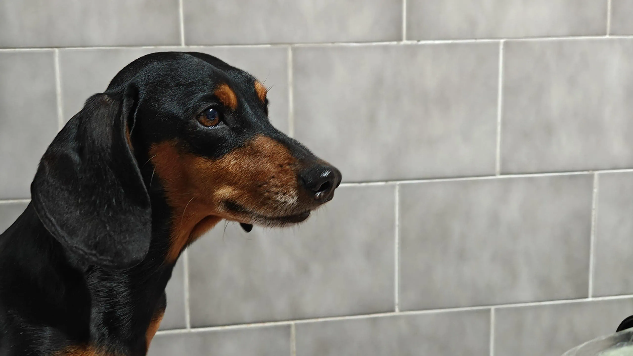 Review: realme gt 6 é um topo de linha com bateria espetacular Fotos de cachorros com a câmera do realme gt 6