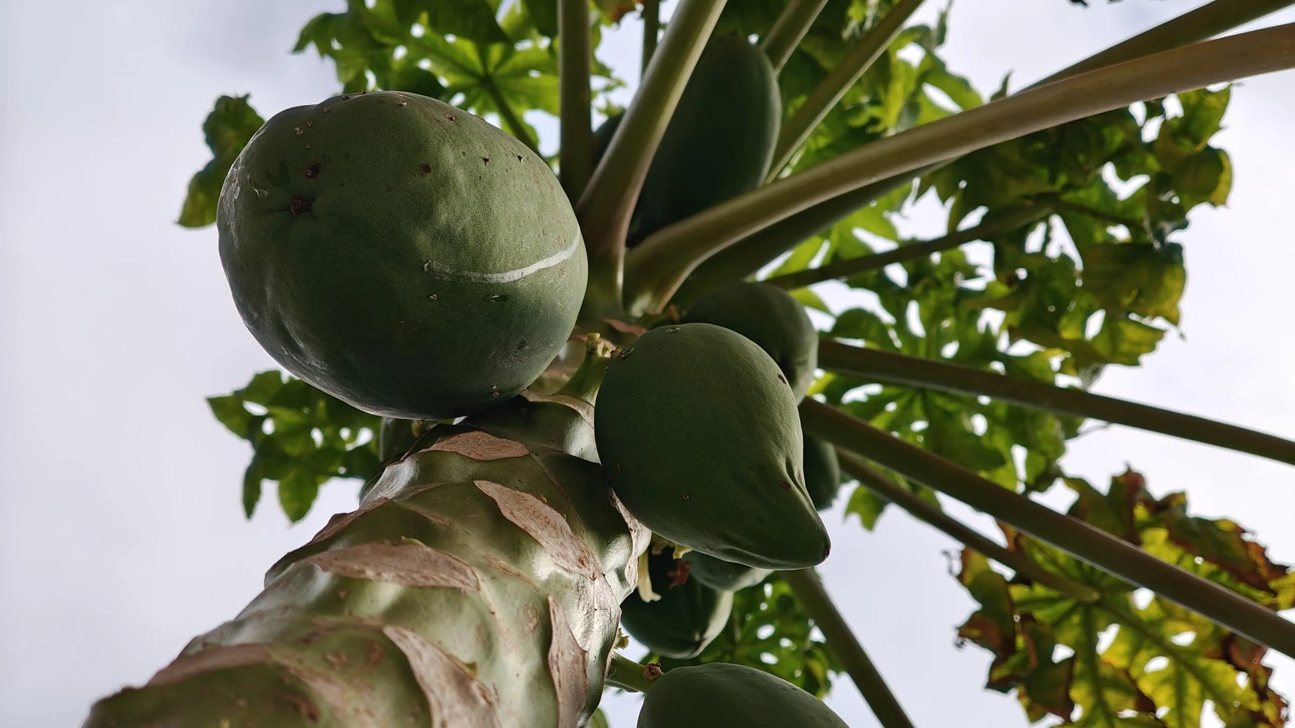 Review: realme gt 6 é um topo de linha com bateria espetacular Fotos tiradas com a câmera traseira do realme gt 6