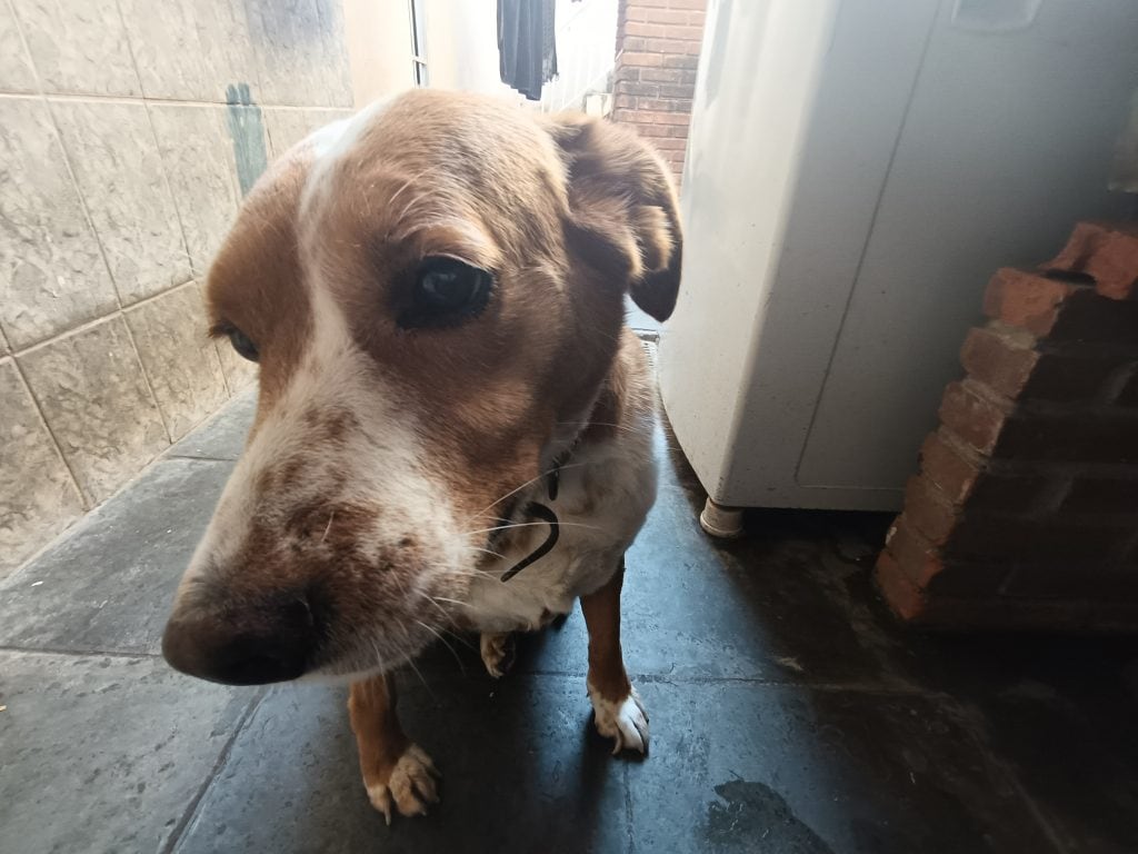 مراجعة: يعد هاتف Oppo Reno11 F 5G بمثابة هاتف متوسط الجذر، مدفوع بالذكاء الاصطناعي المراجعة: oppo reno11 f 5g هو هاتف متوسط الجذر، مدفوع بالذكاء الاصطناعي. يتميز الهاتف الذكي بعمر بطارية جيد وذكاء اصطناعي يمكنه التعرف على أكثر من 120 كائنًا لتصحيح الصور. انظر التحليل