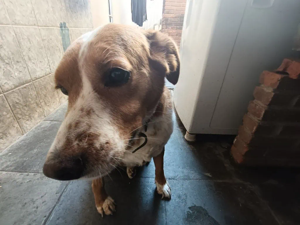 Review: oppo reno11 f 5g é um intermediário raiz, impulsionado por ia Review: oppo reno11 f 5g é um intermediário raiz, impulsionado por ia. Smartphone impressiona por boa duração de bateria e ia que consegue reconhecer mais de 120 objetos para corrigir fotos. Veja a análise