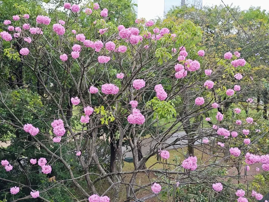 Review: moto razr 50 ultra é um dobrável estiloso com boas câmeras Foto tirada pelo moto razr 50 ultra