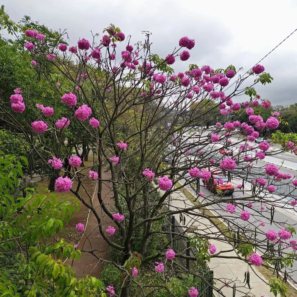 Review: moto razr 50 ultra é um dobrável estiloso com boas câmeras Foto tirada pelo moto razr 50 ukttra