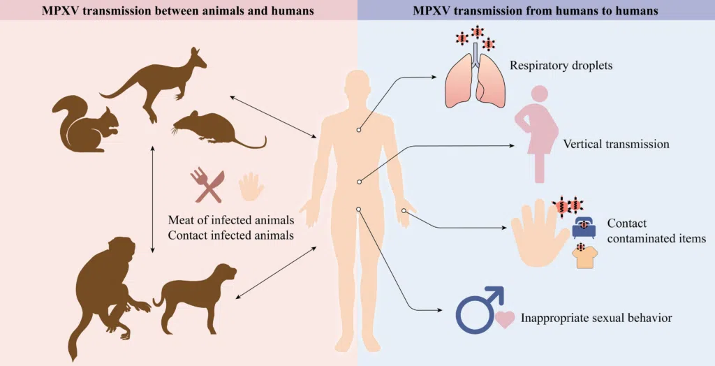 Brasil atinge novo nível de emergência da mpox (varíola do macaco) A transmissão pode ocorrer de animais para humanos e também entre humanos. Imagem: frontiers