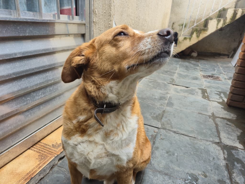 Testbericht: Das Galaxy S24 Fe verfügt über einen vollständigen Kamerasatz und eine hohe Multitasking-Leistung Testbericht: Das Galaxy S24 FE verfügt über einen vollständigen Kamerasatz und eine hohe Multitasking-Leistung. Angetrieben durch künstliche Intelligenz verfügt das Smartphone über tolle Kameras, einen Akku für den ganzen Tag und einen leistungsstarken Prozessor. Schauen Sie sich unsere Analyse an