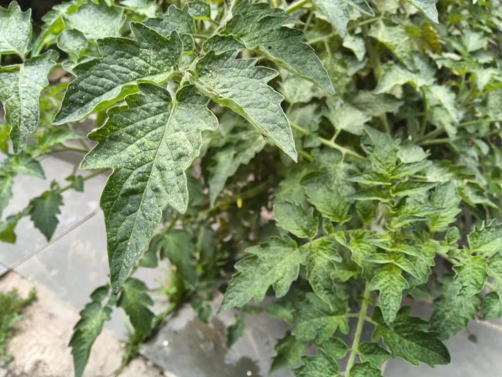 Review: galaxy tab s10 ultra é o topo dos tablets android em 2024 Review: galaxy tab s10 ultra é o topo dos tablets android em 2024. Samsung atualiza a linha s tab mais uma vez, e a versão ultra representa o topo do topo, com tela de 14. 6 polegadas, processador mediatek dimensity 9300+ e canetinha s pen e capa-teclado inclusas. Veja se esse kit entrega tudo o que promete