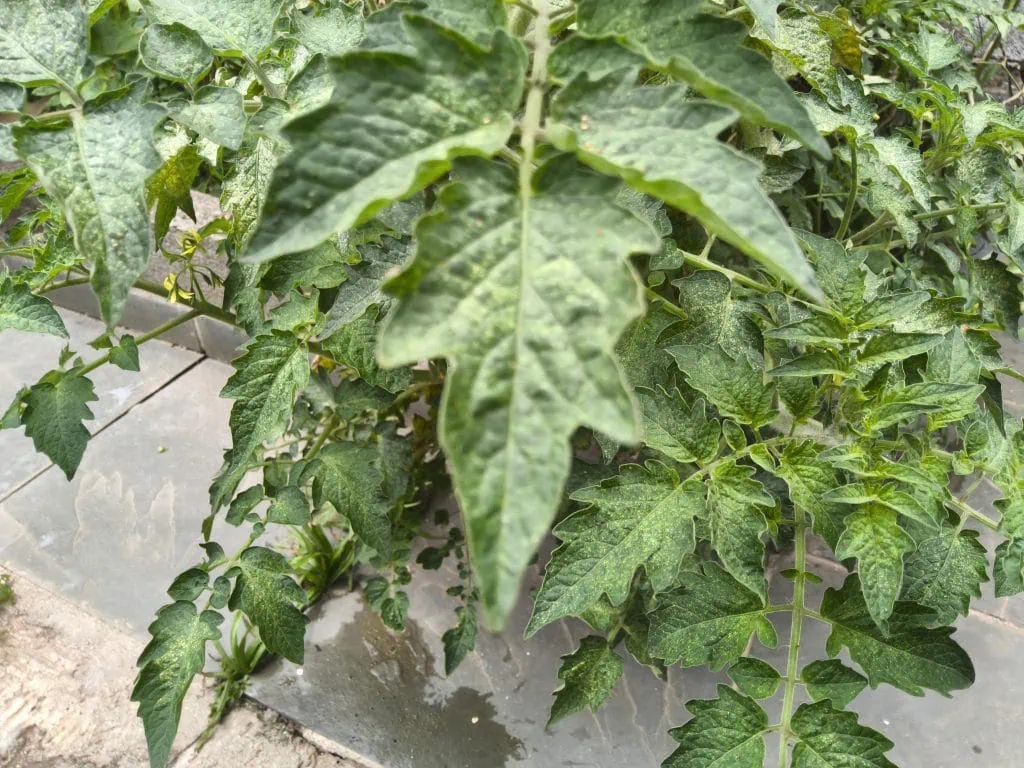 Review: galaxy tab s10 ultra é o topo dos tablets android em 2024 Review: galaxy tab s10 ultra é o topo dos tablets android em 2024. Samsung atualiza a linha s tab mais uma vez, e a versão ultra representa o topo do topo, com tela de 14. 6 polegadas, processador mediatek dimensity 9300+ e canetinha s pen e capa-teclado inclusas. Veja se esse kit entrega tudo o que promete