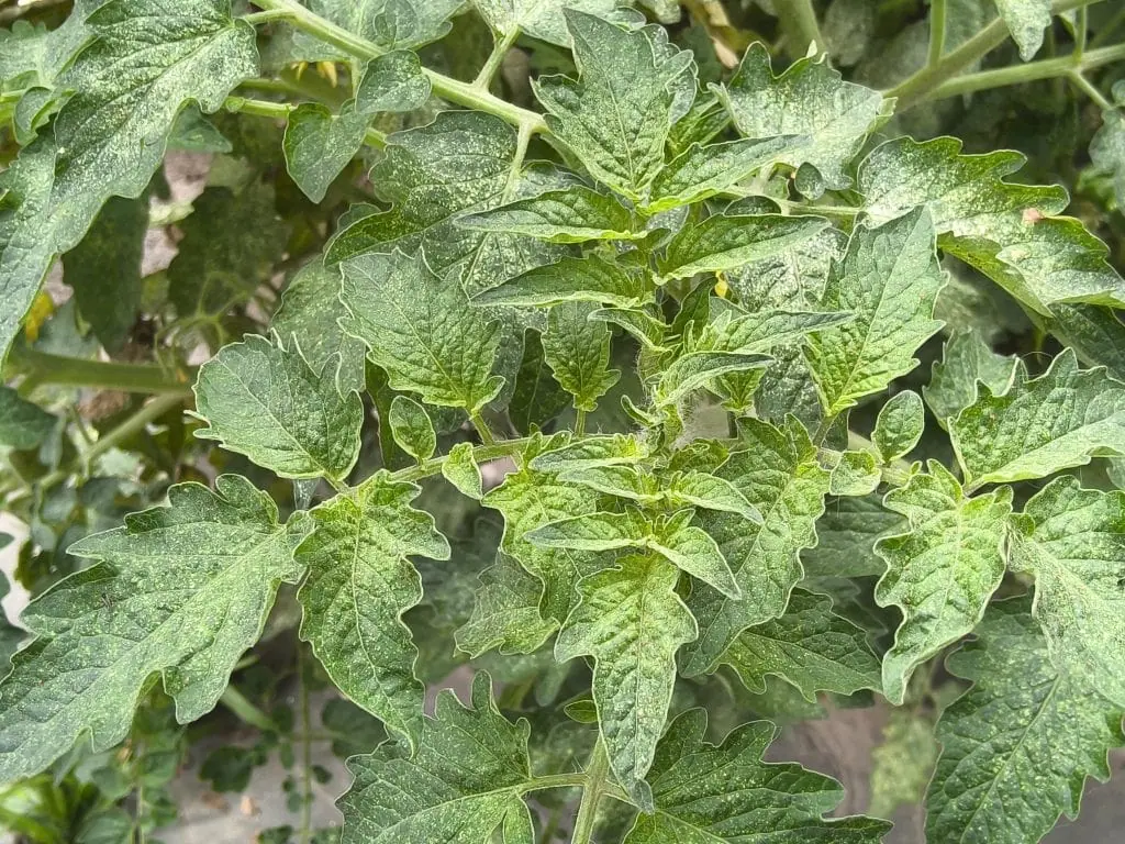 Review: galaxy tab s10 ultra é o topo dos tablets android em 2024 Review: galaxy tab s10 ultra é o topo dos tablets android em 2024. Samsung atualiza a linha s tab mais uma vez, e a versão ultra representa o topo do topo, com tela de 14. 6 polegadas, processador mediatek dimensity 9300+ e canetinha s pen e capa-teclado inclusas. Veja se esse kit entrega tudo o que promete