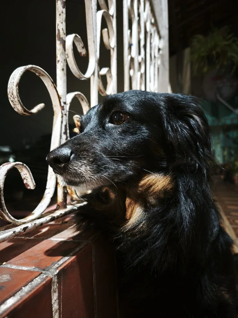 review: xiaomi 14t tem câmeras incríveis e eleva o potencial da xiaomi review: xiaomi 14t tem câmeras incríveis e eleva o potencial da xiaomi. Modelo é um dos melhores smartphones da xiaomi e ainda conta com ia avançada. Confira a análise