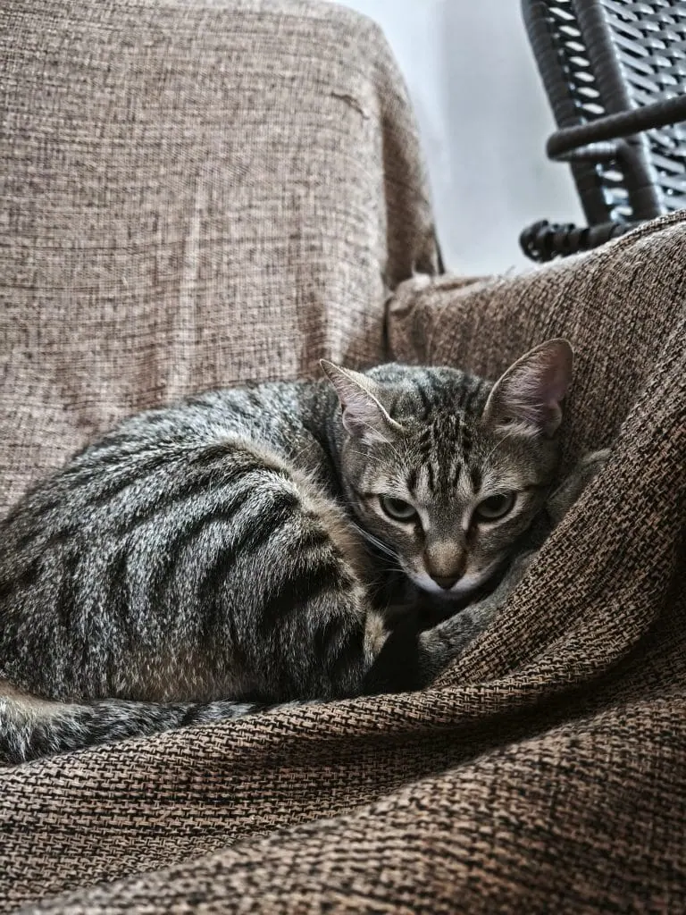 review: xiaomi 14t tem câmeras incríveis e eleva o potencial da xiaomi review: xiaomi 14t tem câmeras incríveis e eleva o potencial da xiaomi. Modelo é um dos melhores smartphones da xiaomi e ainda conta com ia avançada. Confira a análise