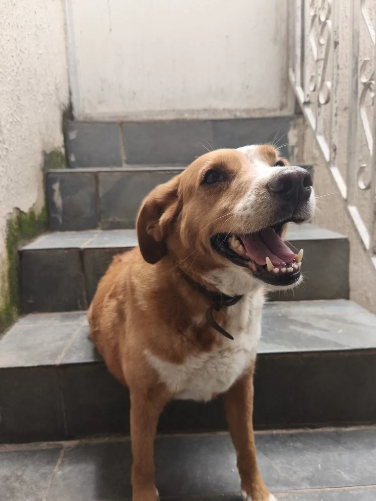 review: xiaomi 14t tem câmeras incríveis e eleva o potencial da xiaomi review: xiaomi 14t tem câmeras incríveis e eleva o potencial da xiaomi. Modelo é um dos melhores smartphones da xiaomi e ainda conta com ia avançada. Confira a análise