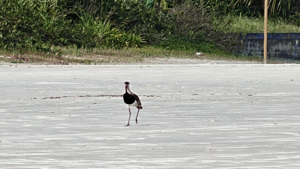 评测:realme gt 7 pro 结合了出色的性能和令人难以置信的照片 realme gt 7 pro远距离拍摄肆意