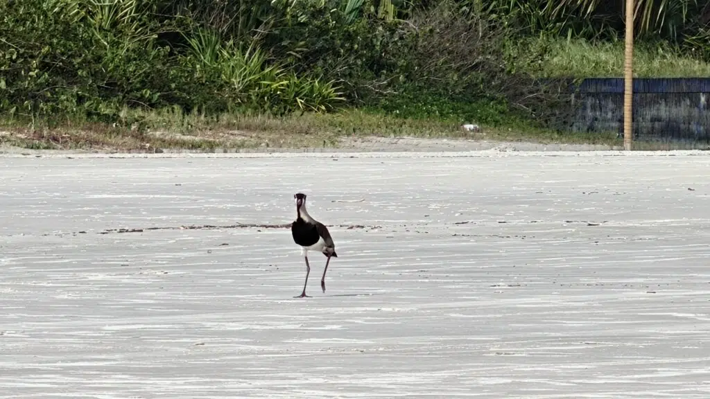 Review: realme gt 7 pro combina ótimo desempenho e fotos incríveis Quero-quero fotografado a distância pelo realme gt 7 pro