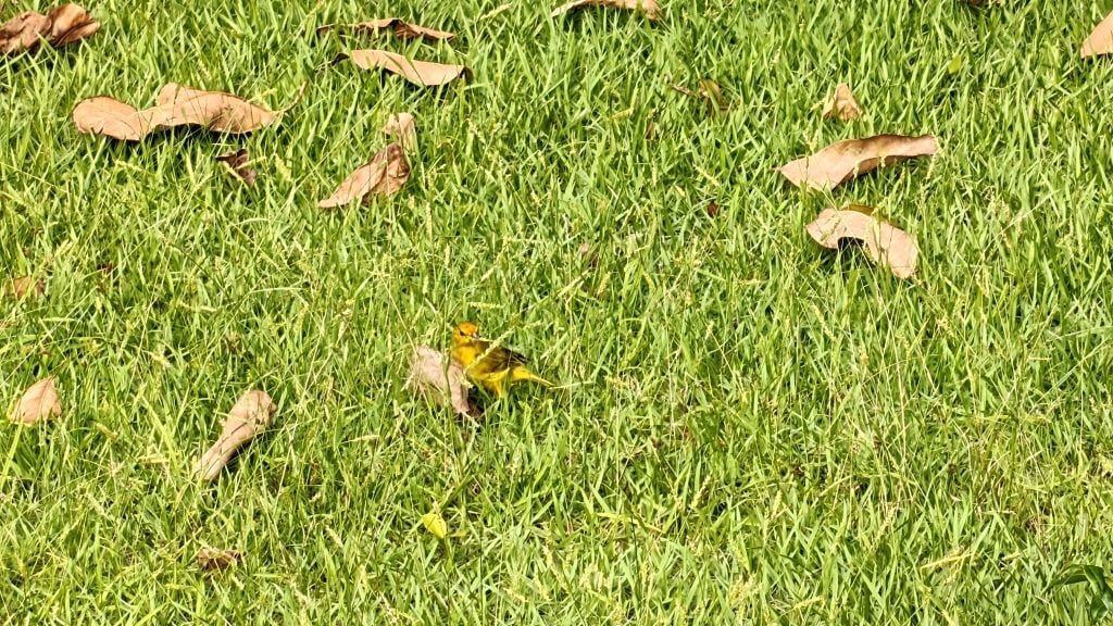 评测:realme gt 7 pro 结合了出色的性能和令人难以置信的照片 评测:realme GT 7 Pro 结合了出色的性能和令人难以置信的照片。 Realme 的新旗舰是巴西第一款配备 Snapdragon 8 精英处理器的产品,并提供顶级产品的一切功能。立即查看分析