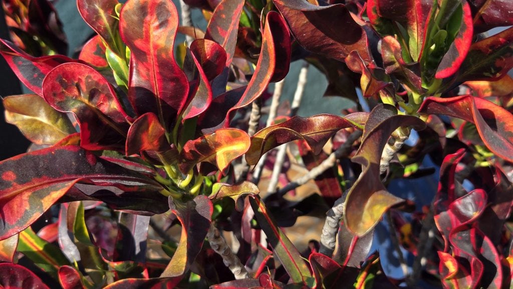 Review: Galaxy Z Fold6 Improves Samsung's Best Foldable Photo taken by galaxy z fold6