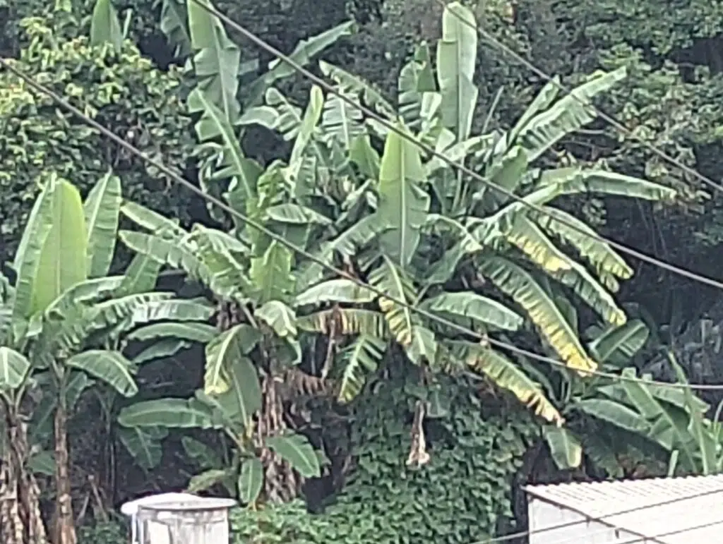 Testbericht: Oppo A40 ist ein günstiges Smartphone, das tolle Fotos macht Foto aufgenommen von oppo a40