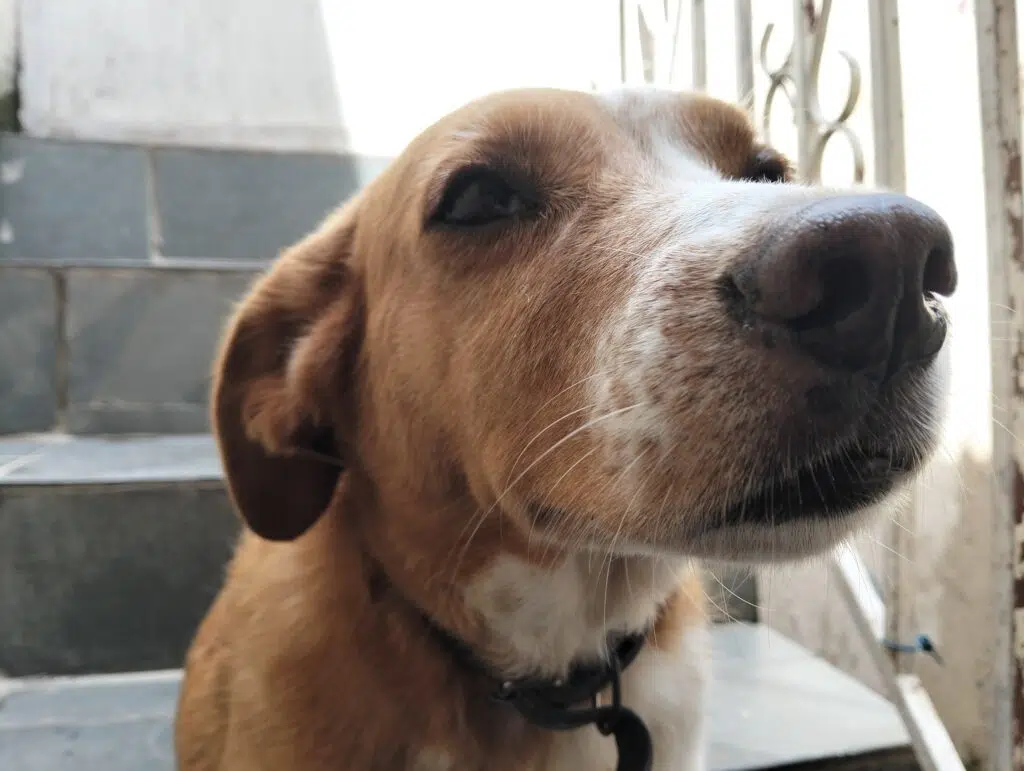 Testbericht: Oppo A40 ist ein günstiges Smartphone, das tolle Fotos macht Foto aufgenommen von oppo a40