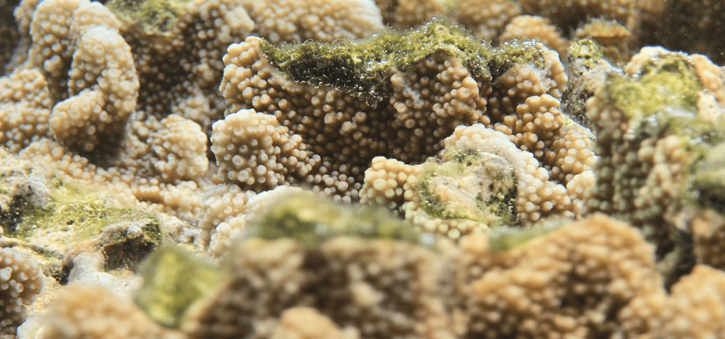 Samsung usa tecnologia de câmeras do galaxy para restaurar recifes de corais Samsung usa tecnologia de câmeras do galaxy para restaurar recifes de corais