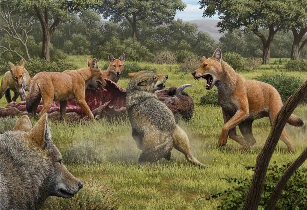 Cientistas revivem lobo pré-histórico extinto há mais de 12 mil anos Animação de lobo-pré-histórico extinto