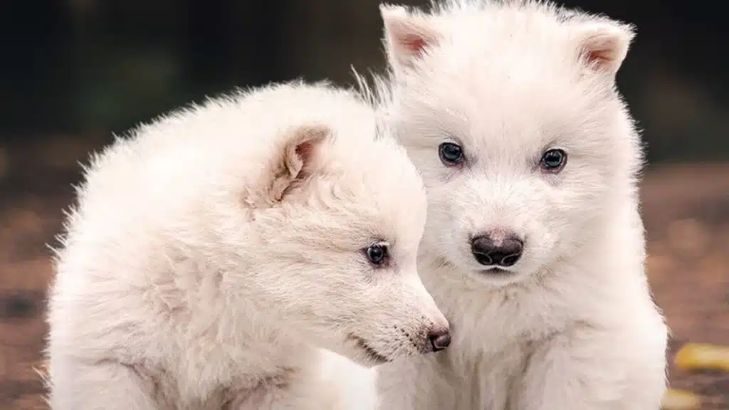 Cientistas revivem lobo pré-histórico extinto há mais de 12 mil anos Lobos terríveis recriados em laboratório (dire wolf)
