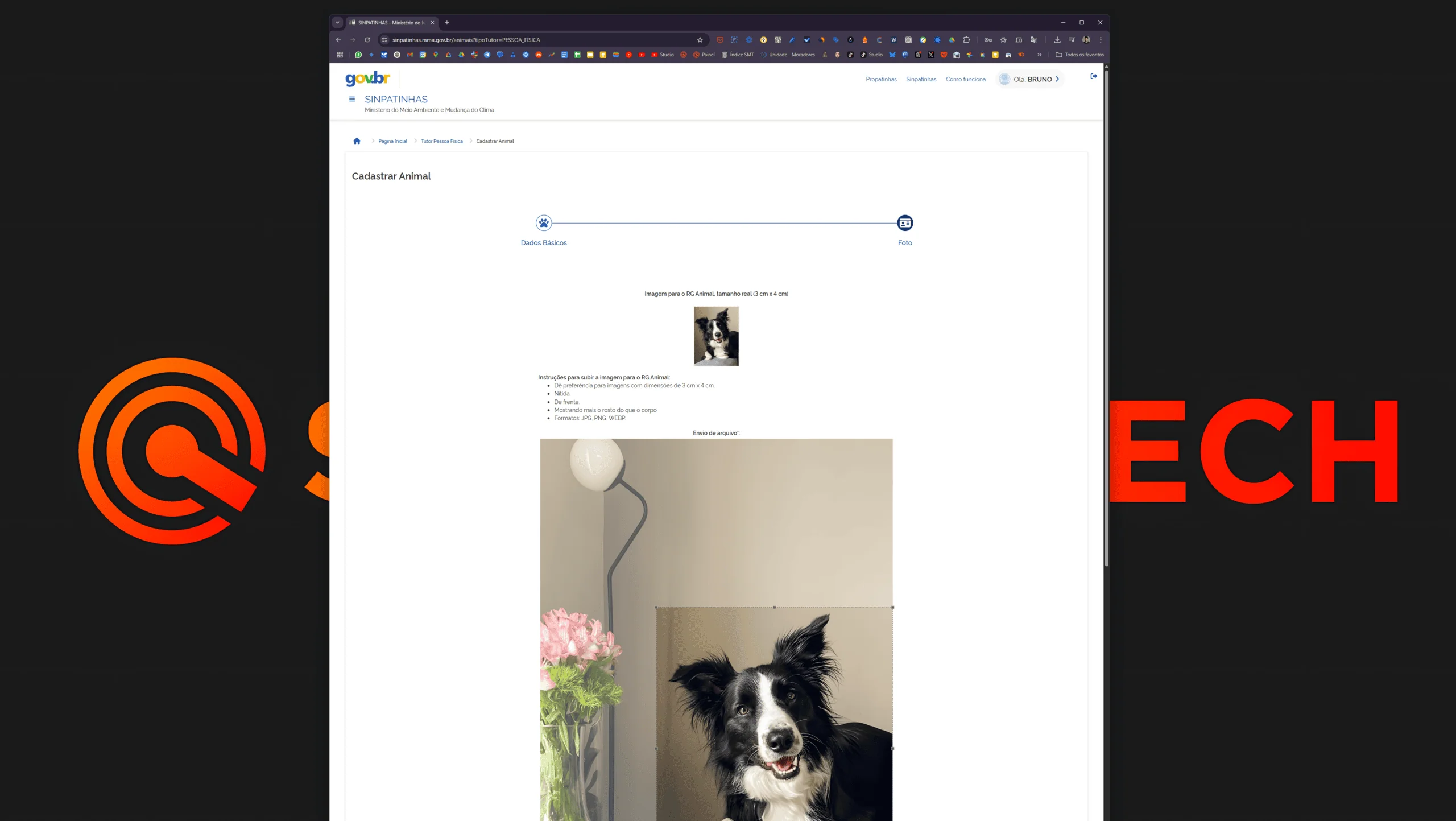 How to make an animal ID on Sinpatinhas Doto edition