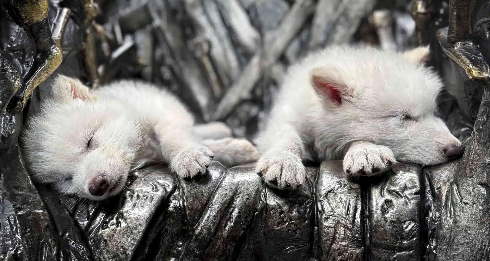 Filhotes de lobo-pré-histórico gerados em laboratórios