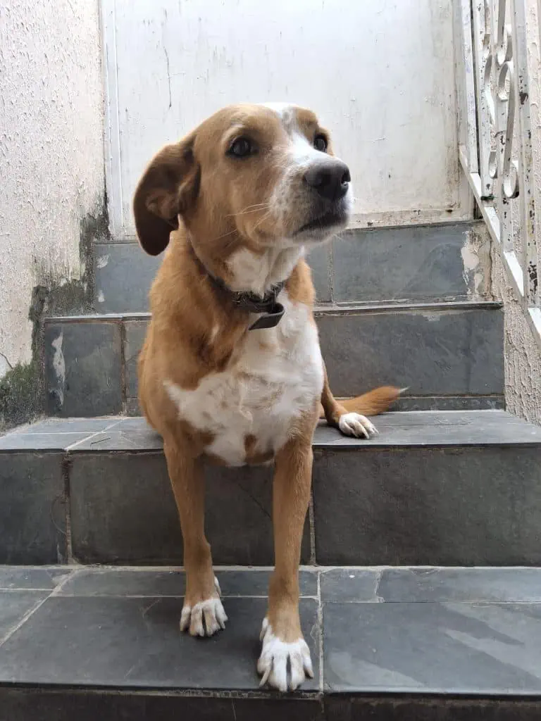 Review: galaxy tab s10 fe democratiza ia em telas grandes Foto tirada pela câmera traseira do galaxy tab s10 fe