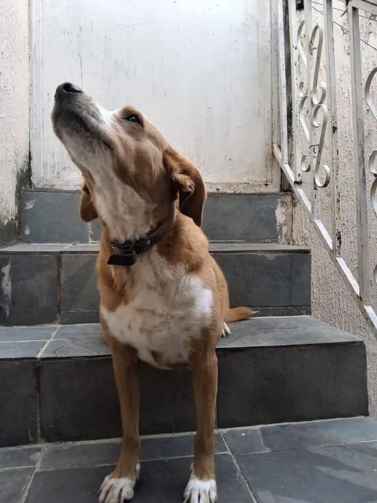 Review: galaxy tab s10 fe democratiza ia em telas grandes Foto tirada pela câmera traseira do galaxy tab s10 fe