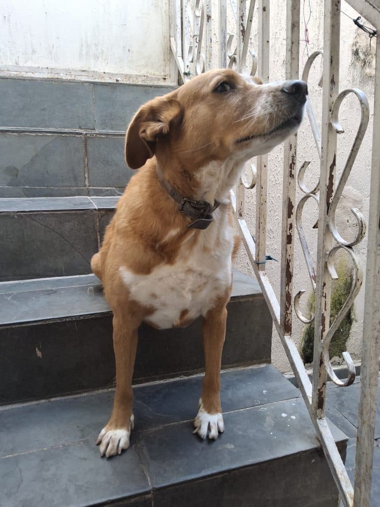 Foto tirada pela câmera traseira do galaxy tab s10 fe