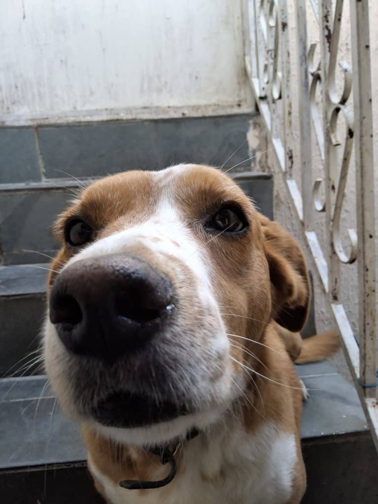 Foto tirada pela câmera traseira do galaxy tab s10 fe