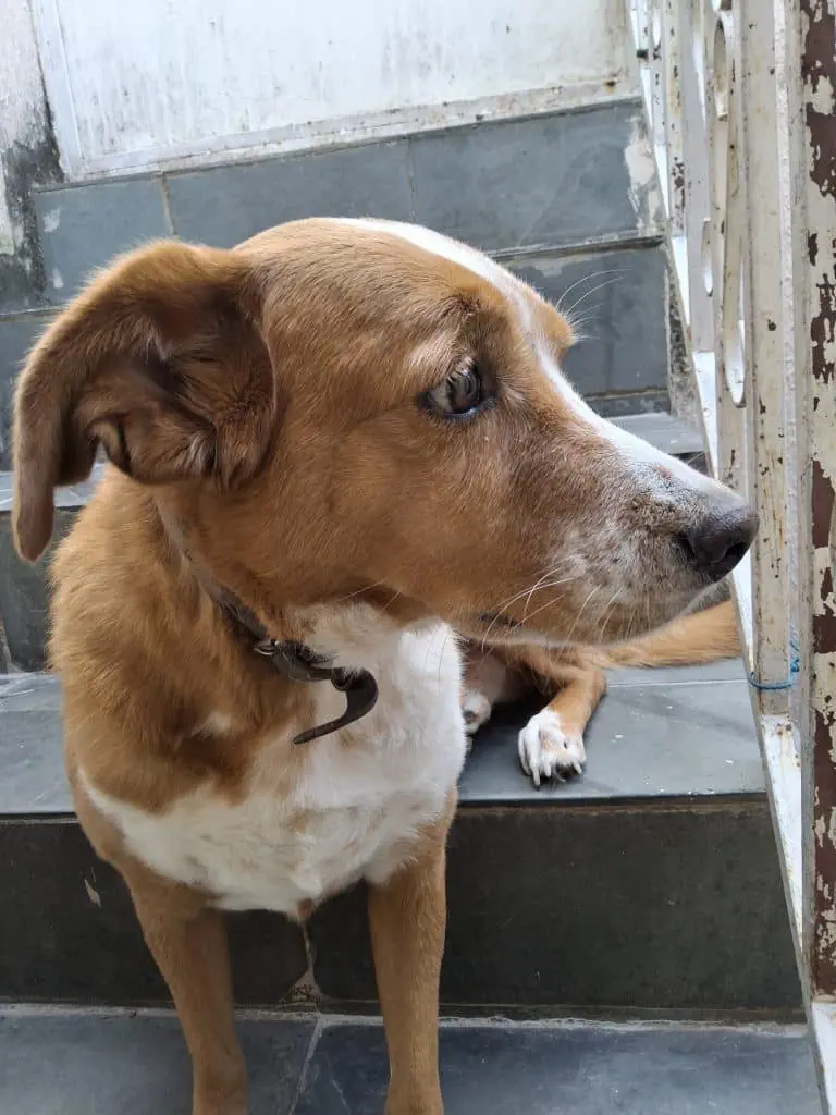 Review: galaxy tab s10 fe democratiza ia em telas grandes Foto tirada pela câmera traseira do galaxy tab s10 fe