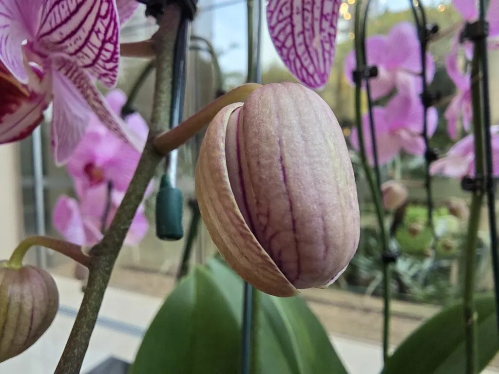 Review: galaxy s25 edge vai fazer você desejar um smartphone ultrafino Foto tirada pelo galaxy s25 edge