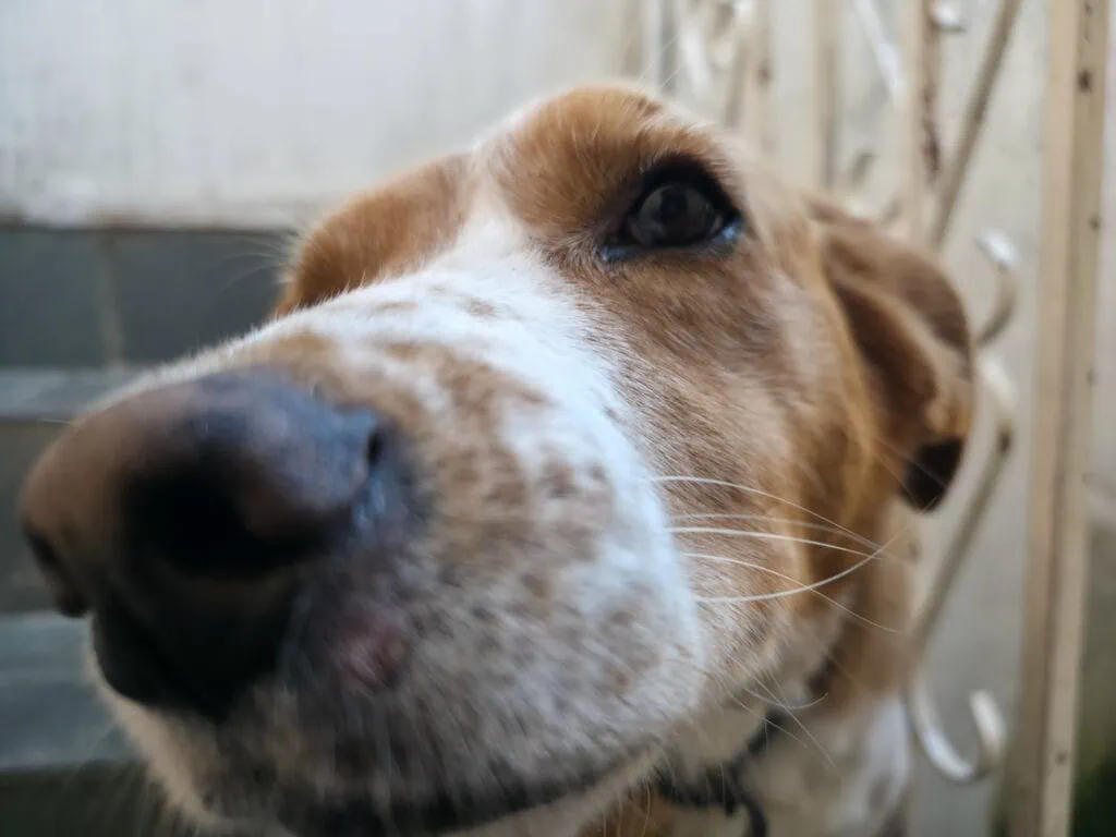 Review: galaxy s25 edge vai fazer você desejar um smartphone ultrafino Fotos do galaxy s25 edge