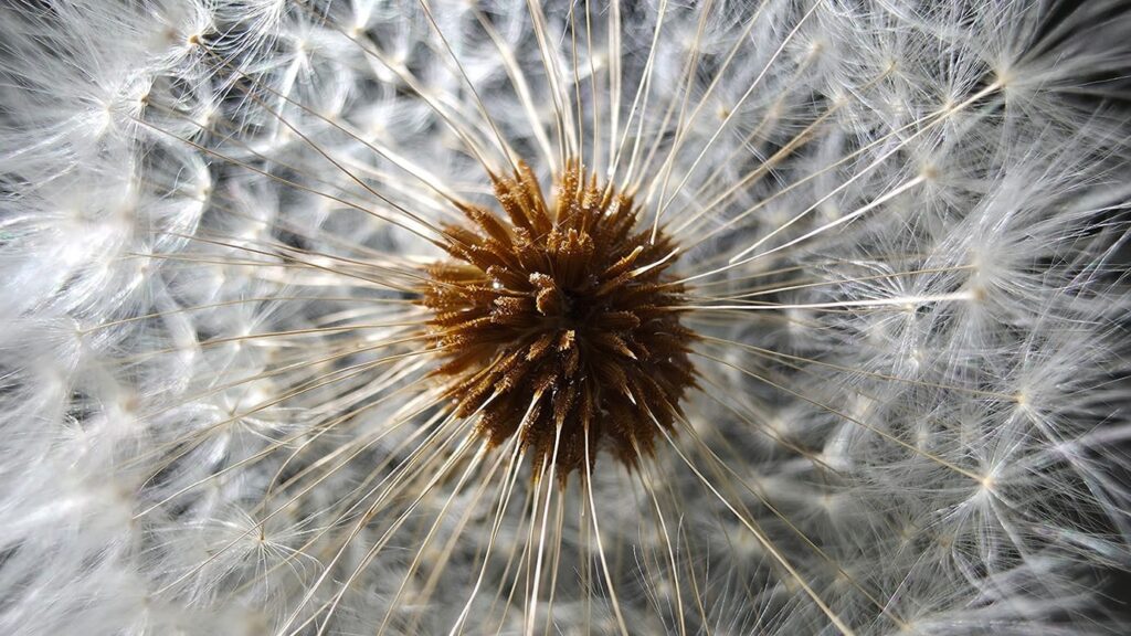 Понять, для чего нужна каждая камера мобильного телефона (объективы и преимущества) Макро: для чего нужна каждая камера