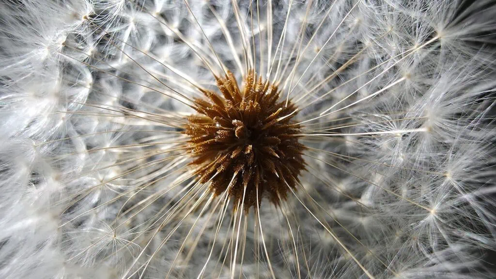 Her cep telefonu kamerasının ne işe yaradığını anlayın (lensler ve avantajları) Makro: Her kameranın amacı nedir?