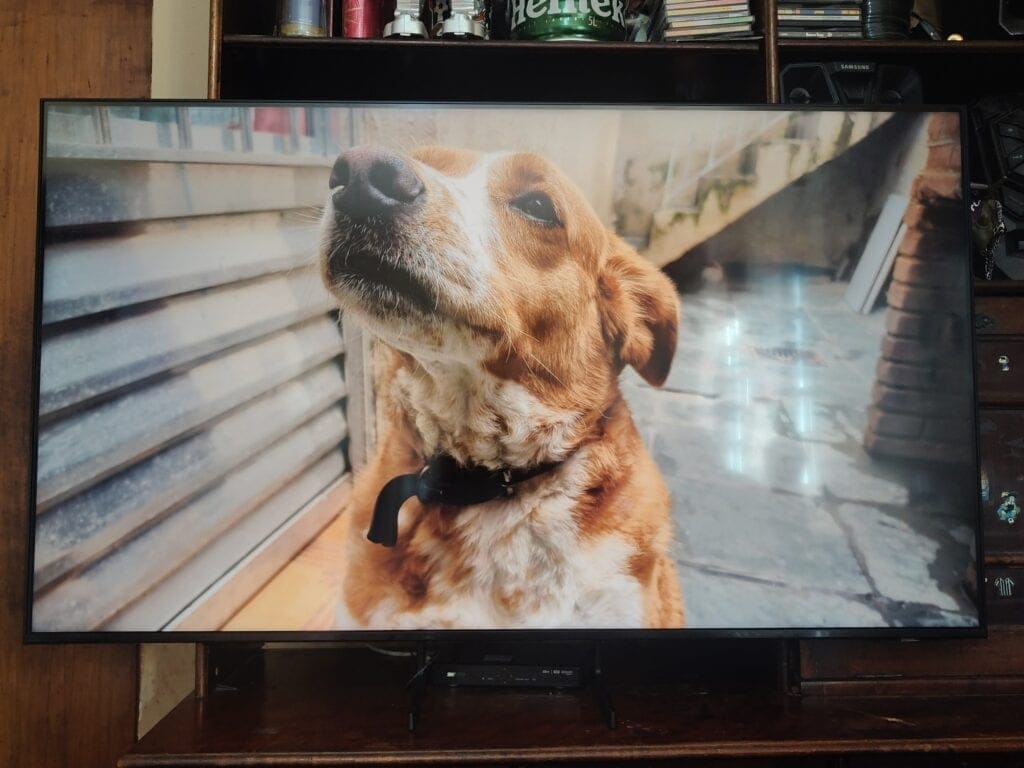 المراجعة: يعد تلفزيون Samsung QLED 4K Q7F الذكي خيارًا جيدًا لجميع أفراد الأسرة. صورة كلب كخلفية على تلفزيون سامسونج الذكي