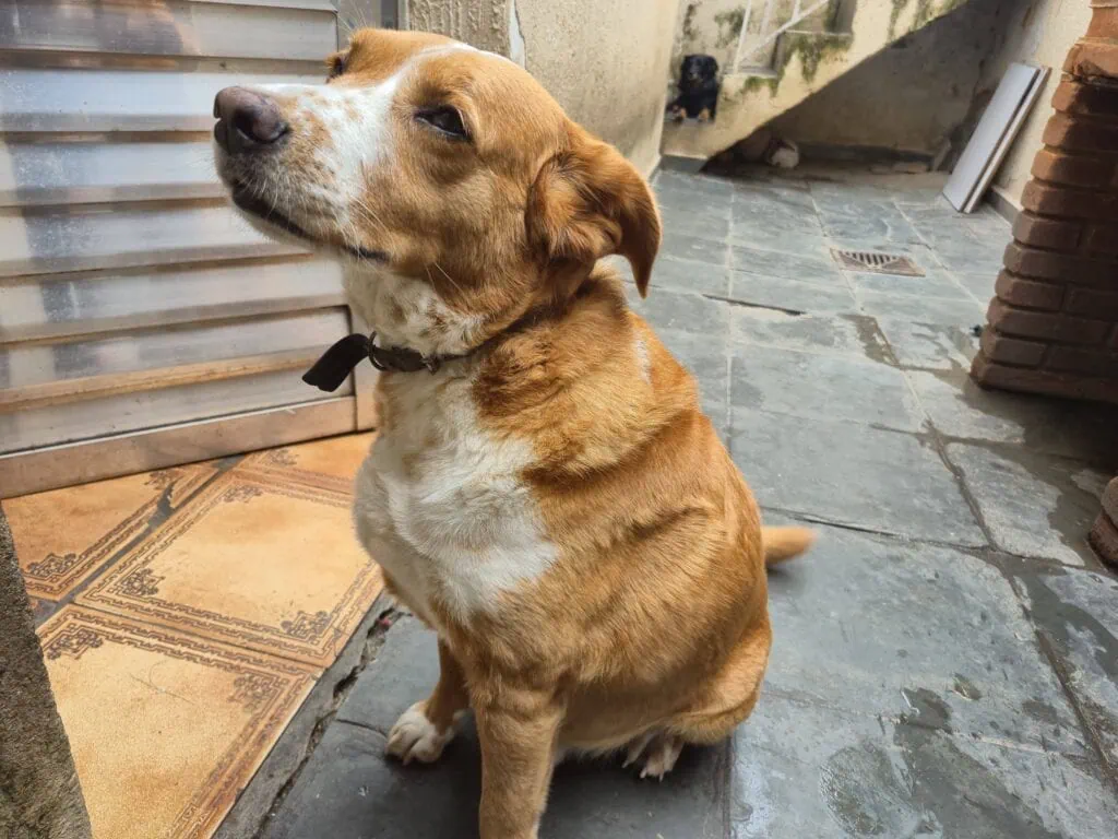 Como transformar foto em vídeo no veo 3 Foto de cachorro para ser animada no veo 3