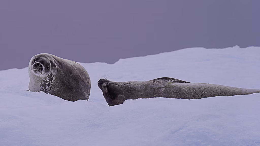 Aventuras na antartica: uma viagem de descobertas Focas descansando sobre o gelo